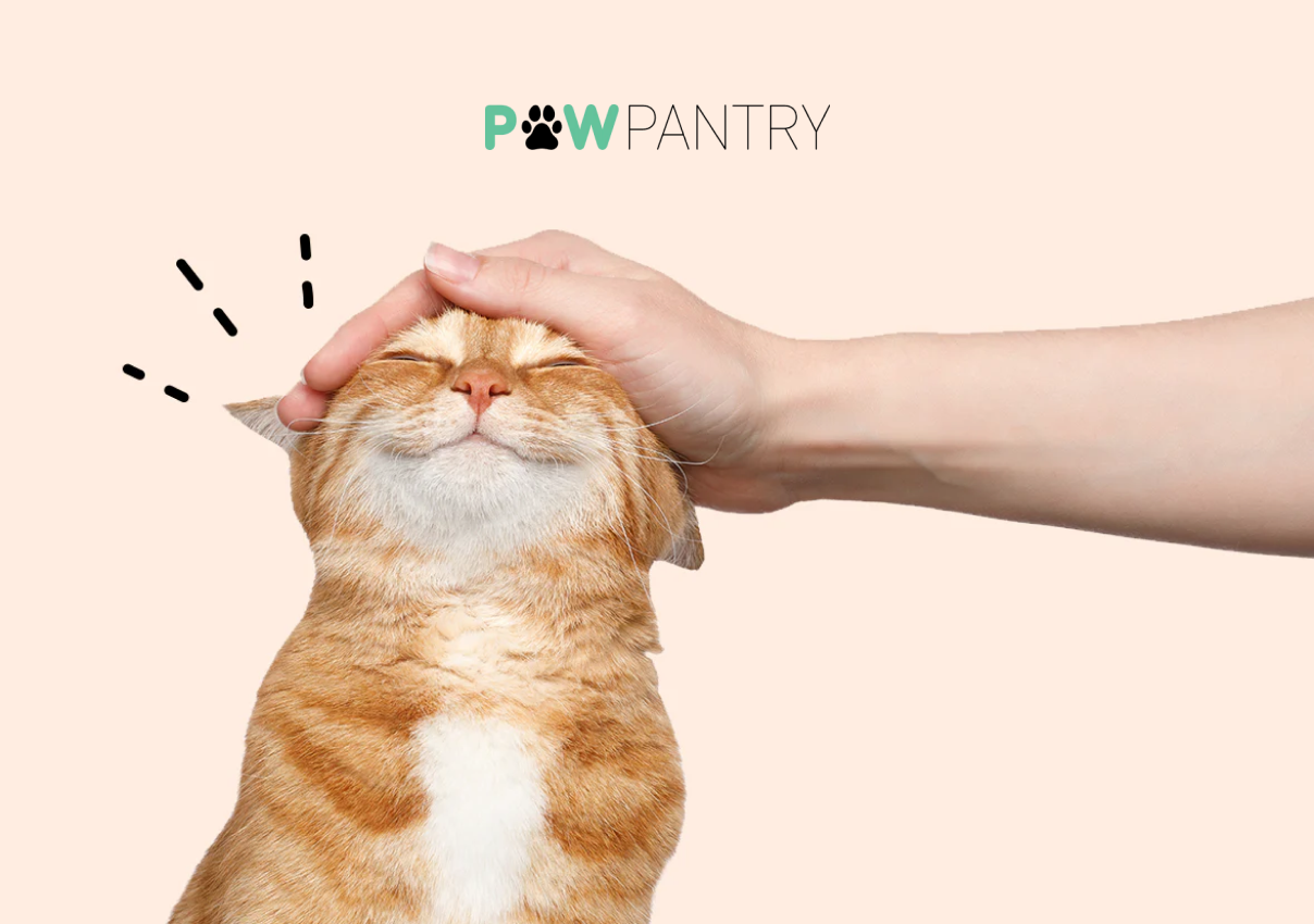 Blog Post Paw Pantry